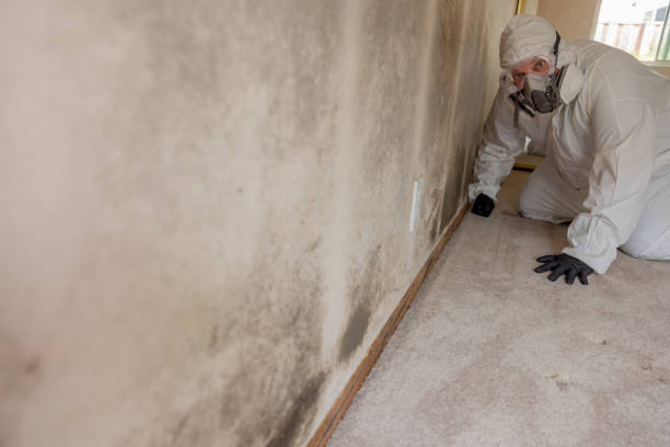 Dehumidification Services in Guadalupe, AZ